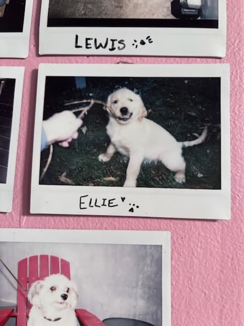 polaroid of Ellie, a golden retriever puppy, from the dog wall