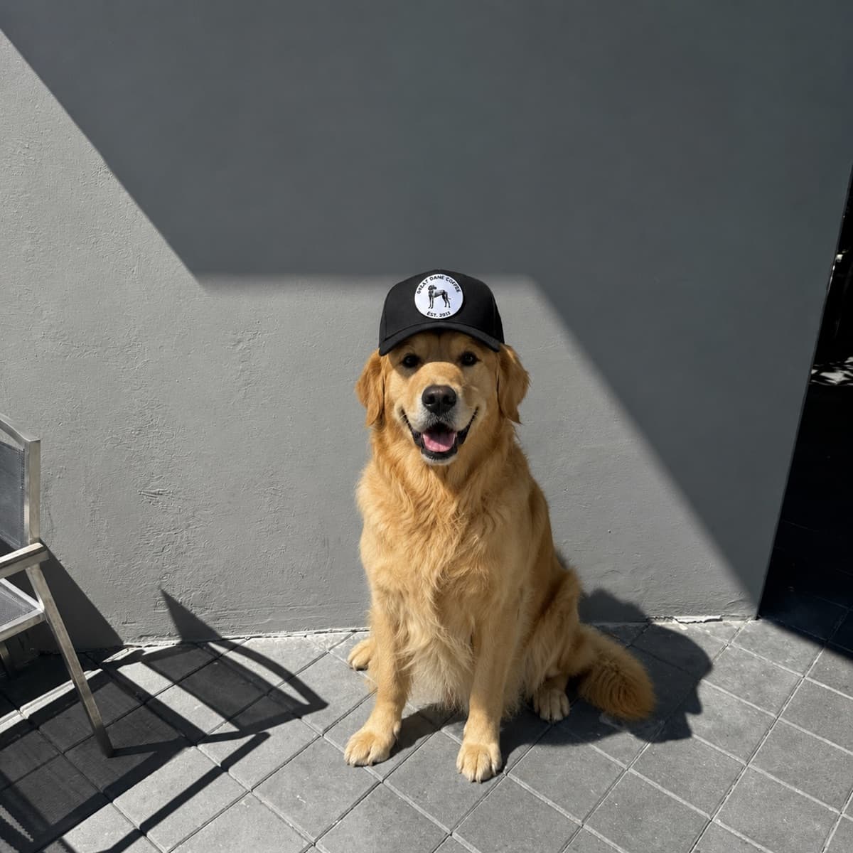 golden retriever sitting on the patio wearing a Great Dane Coffee trucker hat